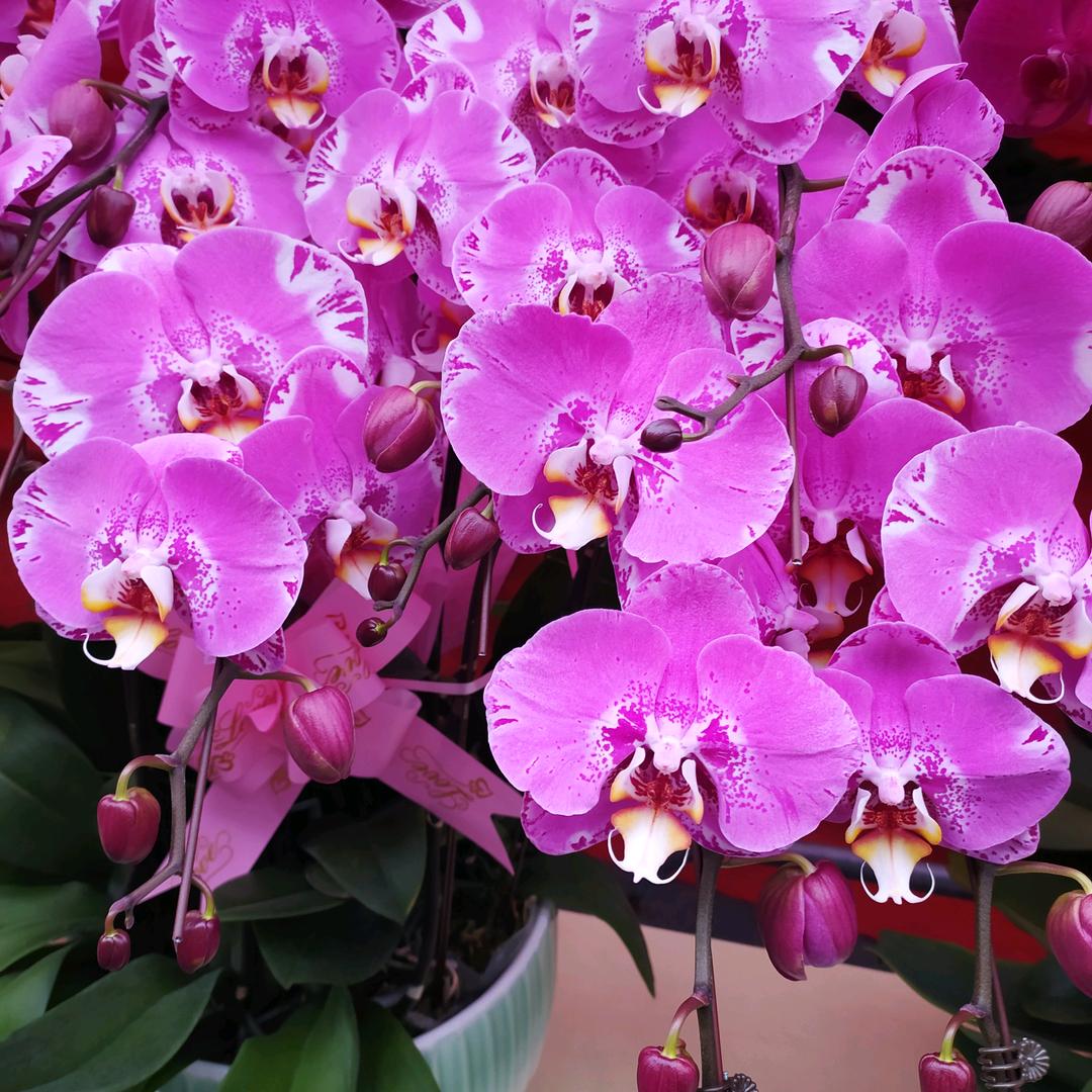 平安事福？🍎🍊👍🏽？