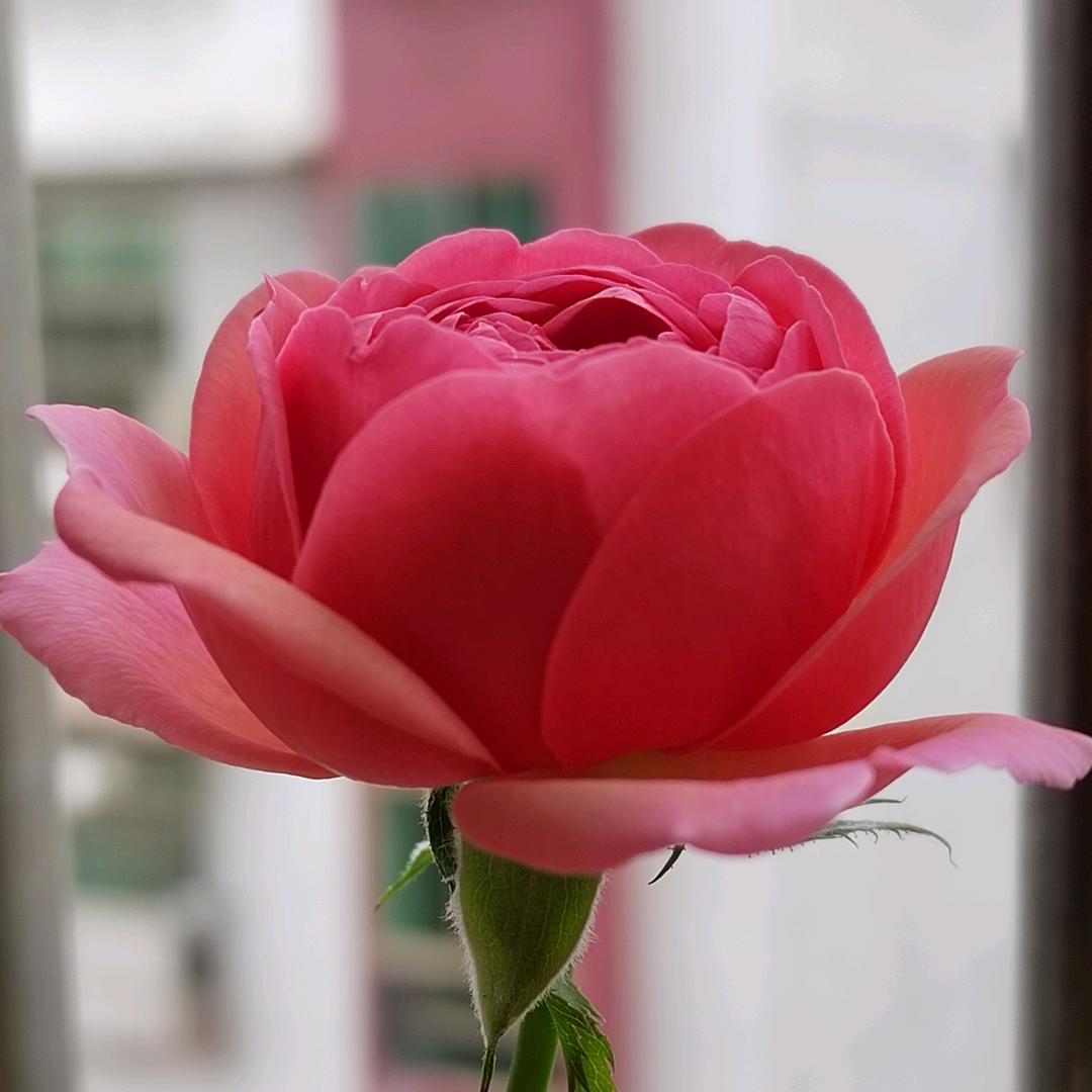 闲人养花记