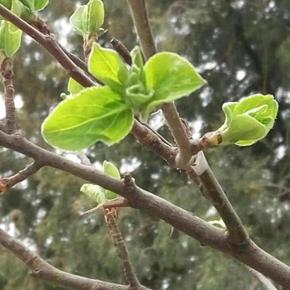 春芽