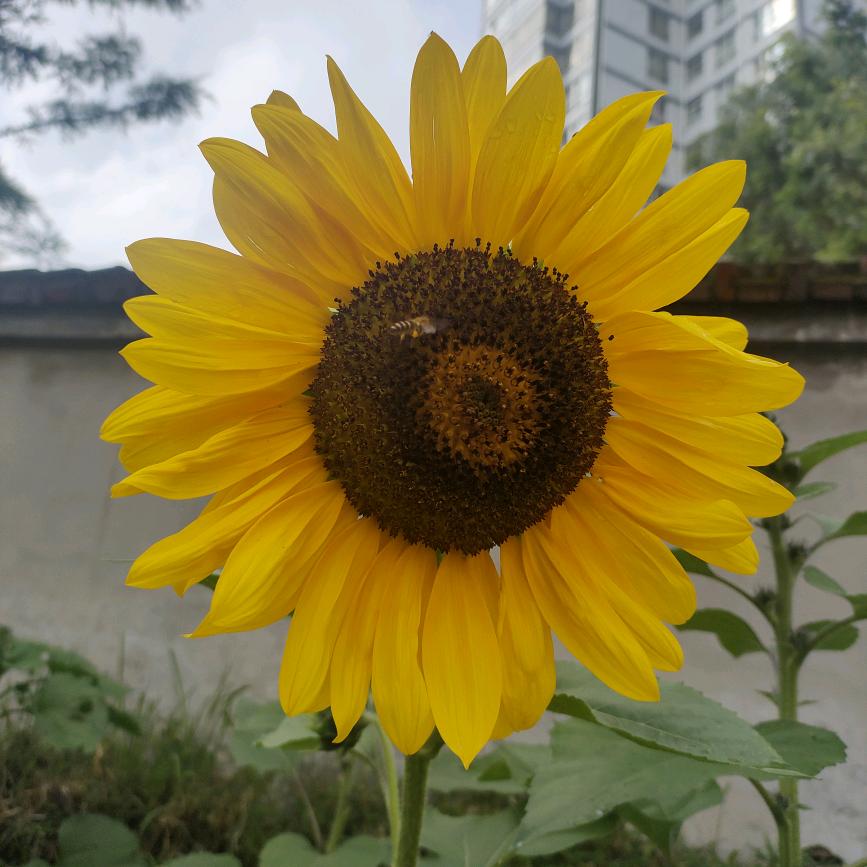 🌻🌻🌻