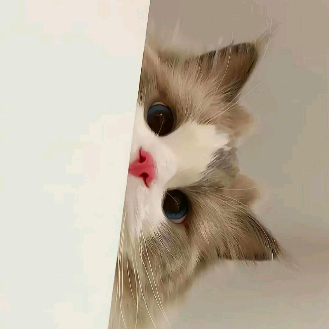 柠檬鱼🐾