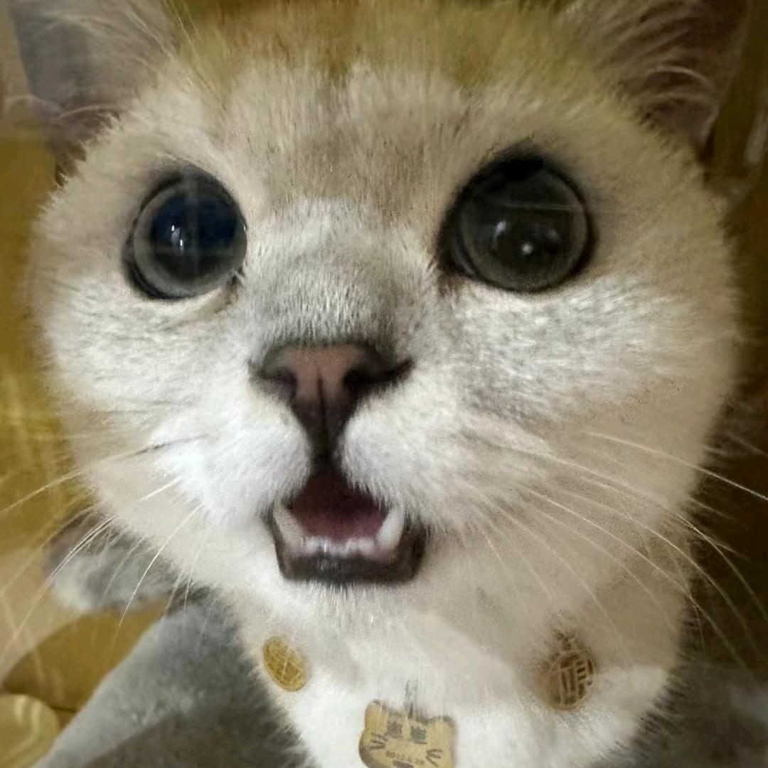 ഒᩚ࿐: ༄༊࿆招财猫ོྂ