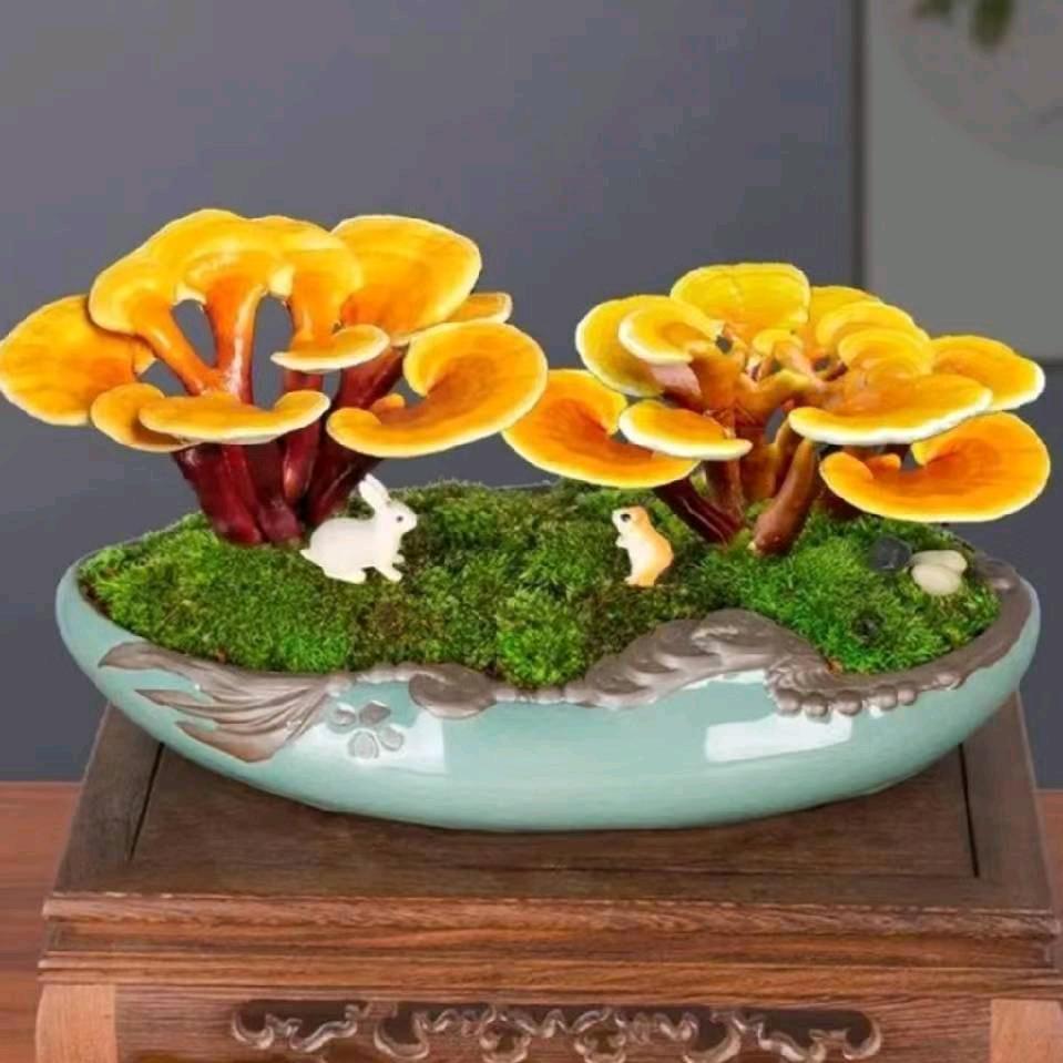 珍*惜