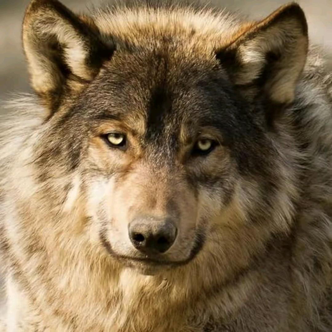 东北东北东北狼