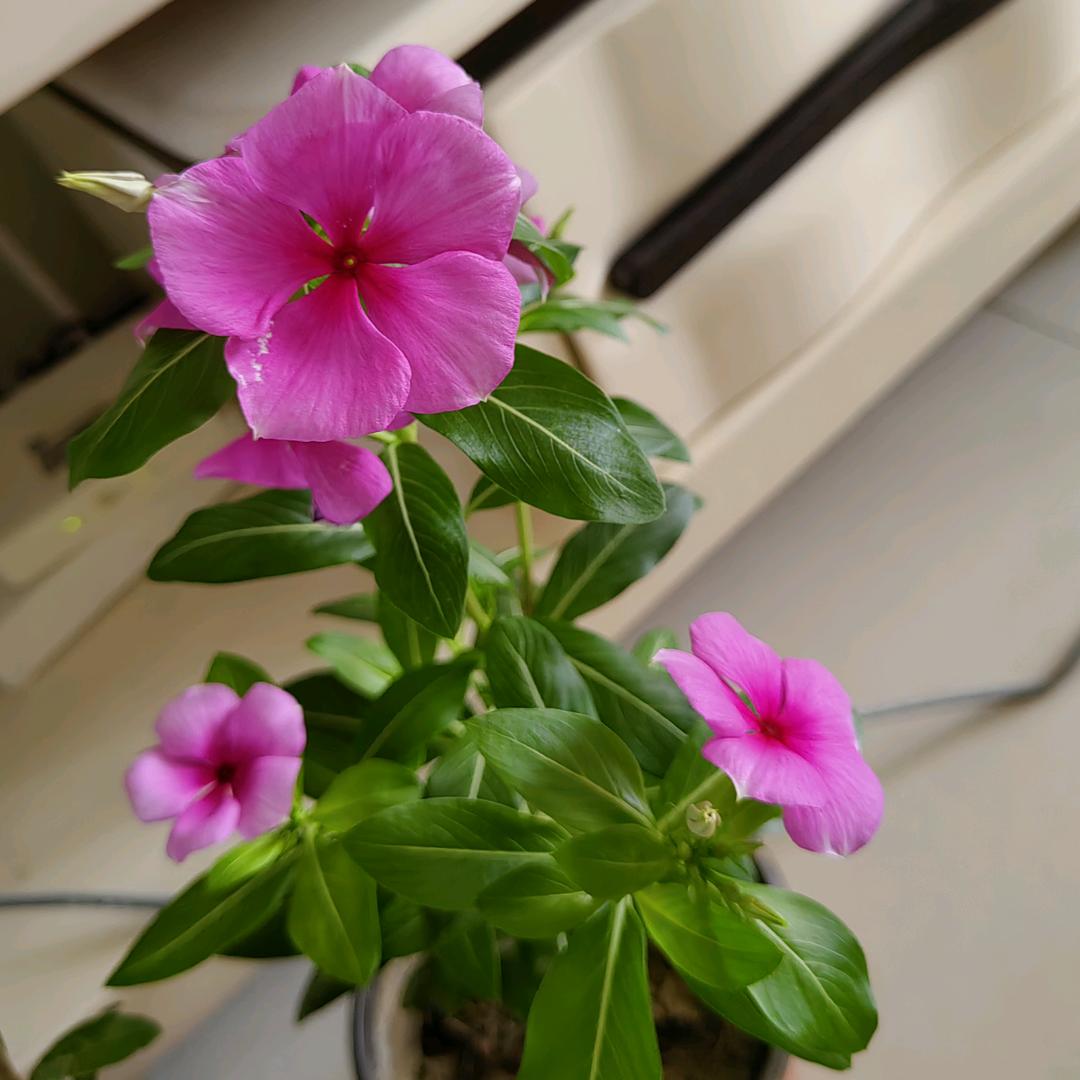 微风轻轻吹过脸庞