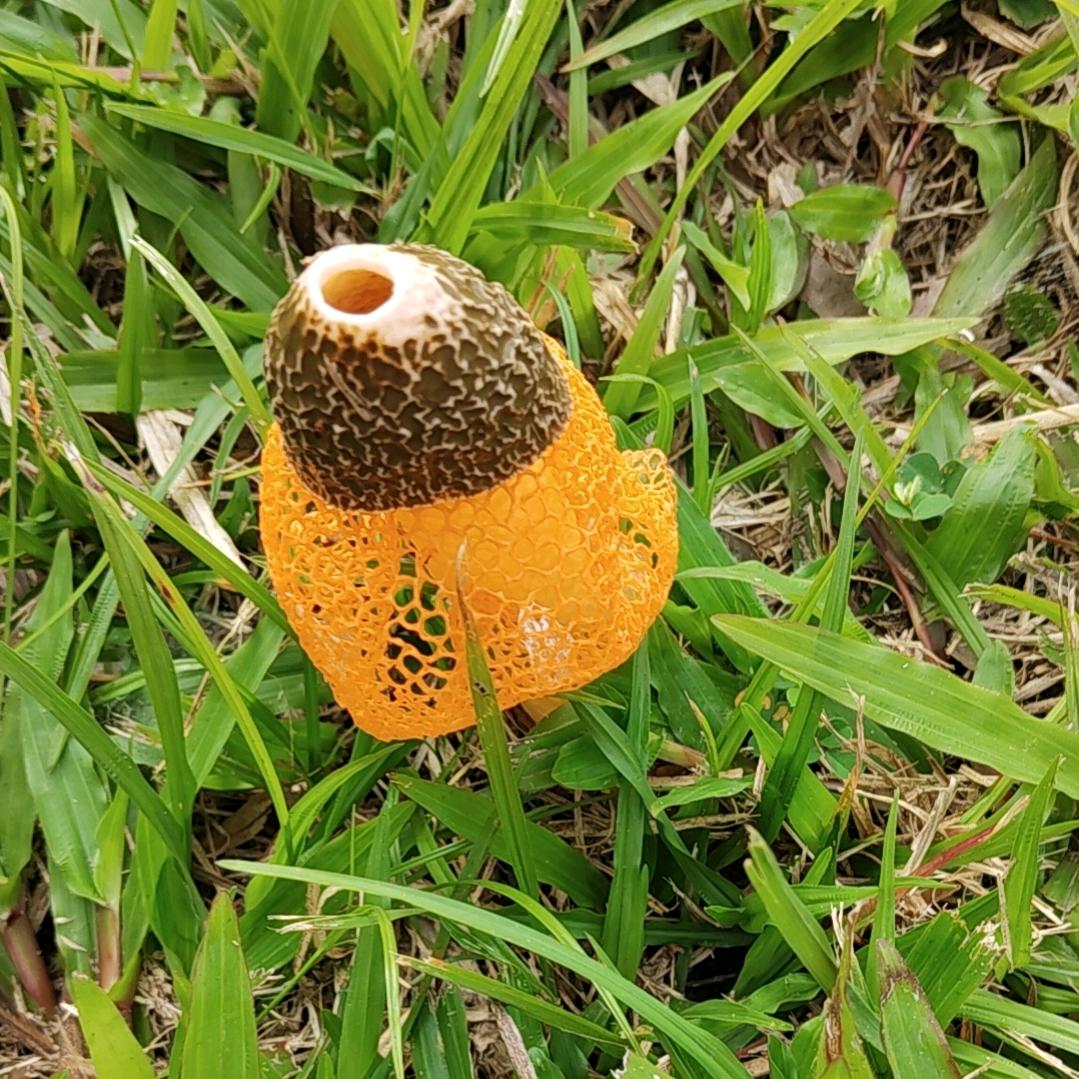 海南彭于晏(琼海分晏)