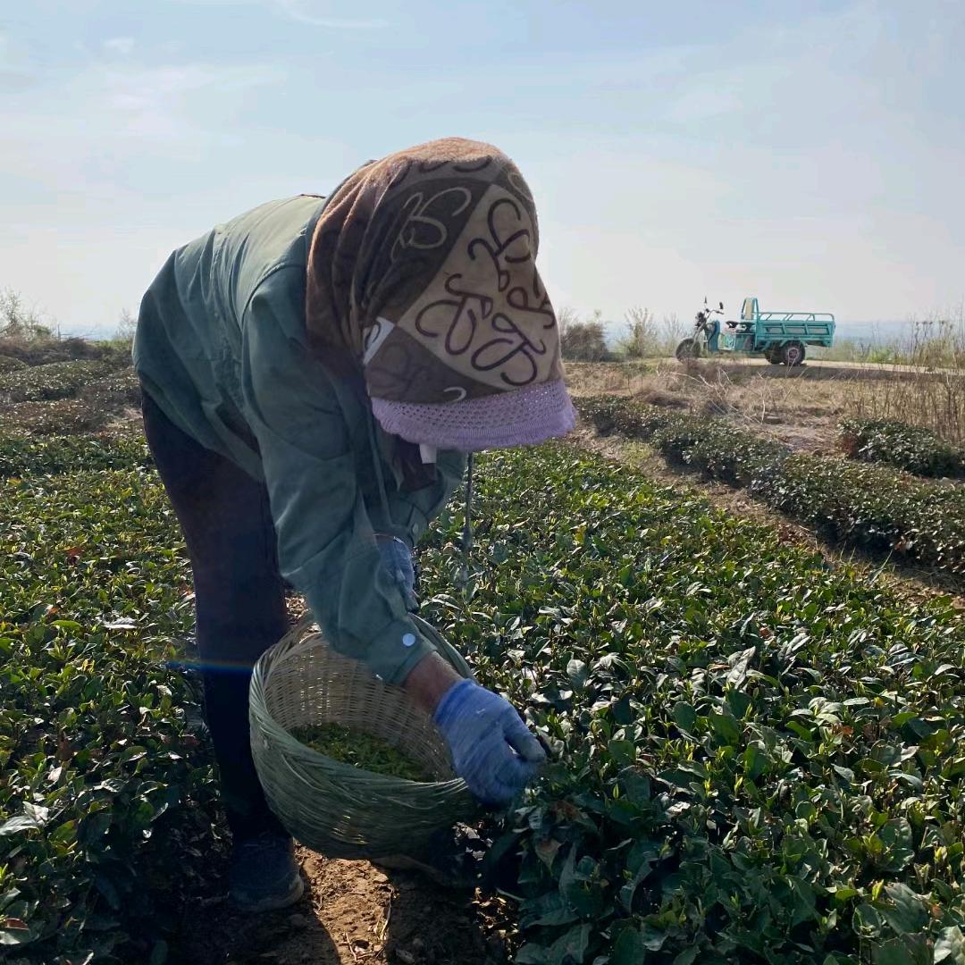 日照绿茶宣青茶