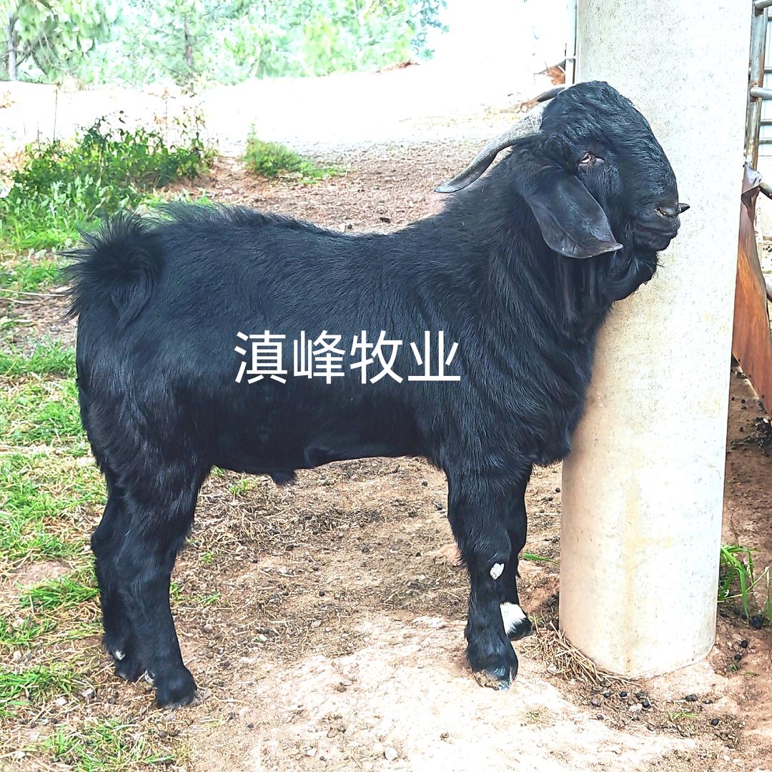 滇峰牧业