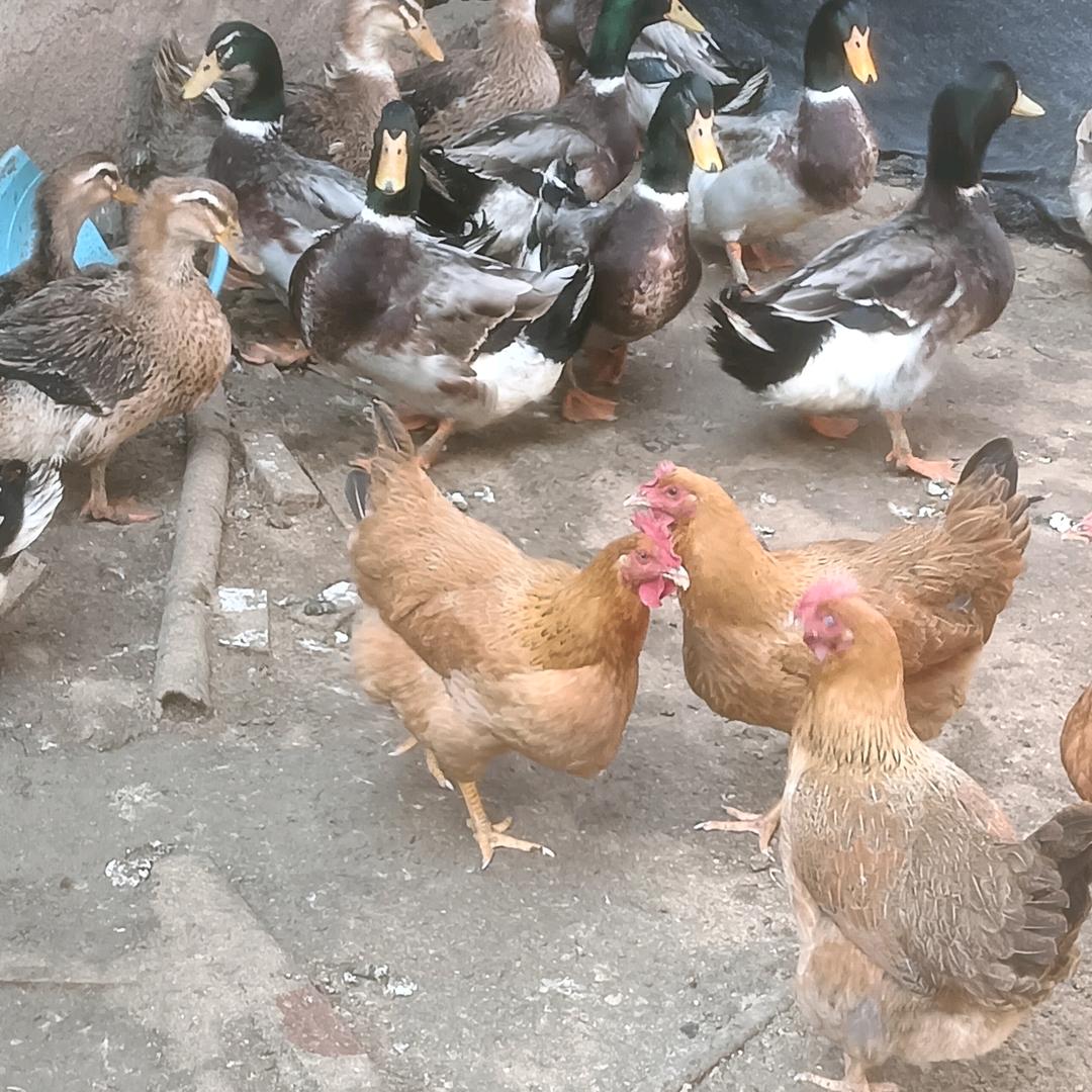 沙塘君武森林公园养殖场