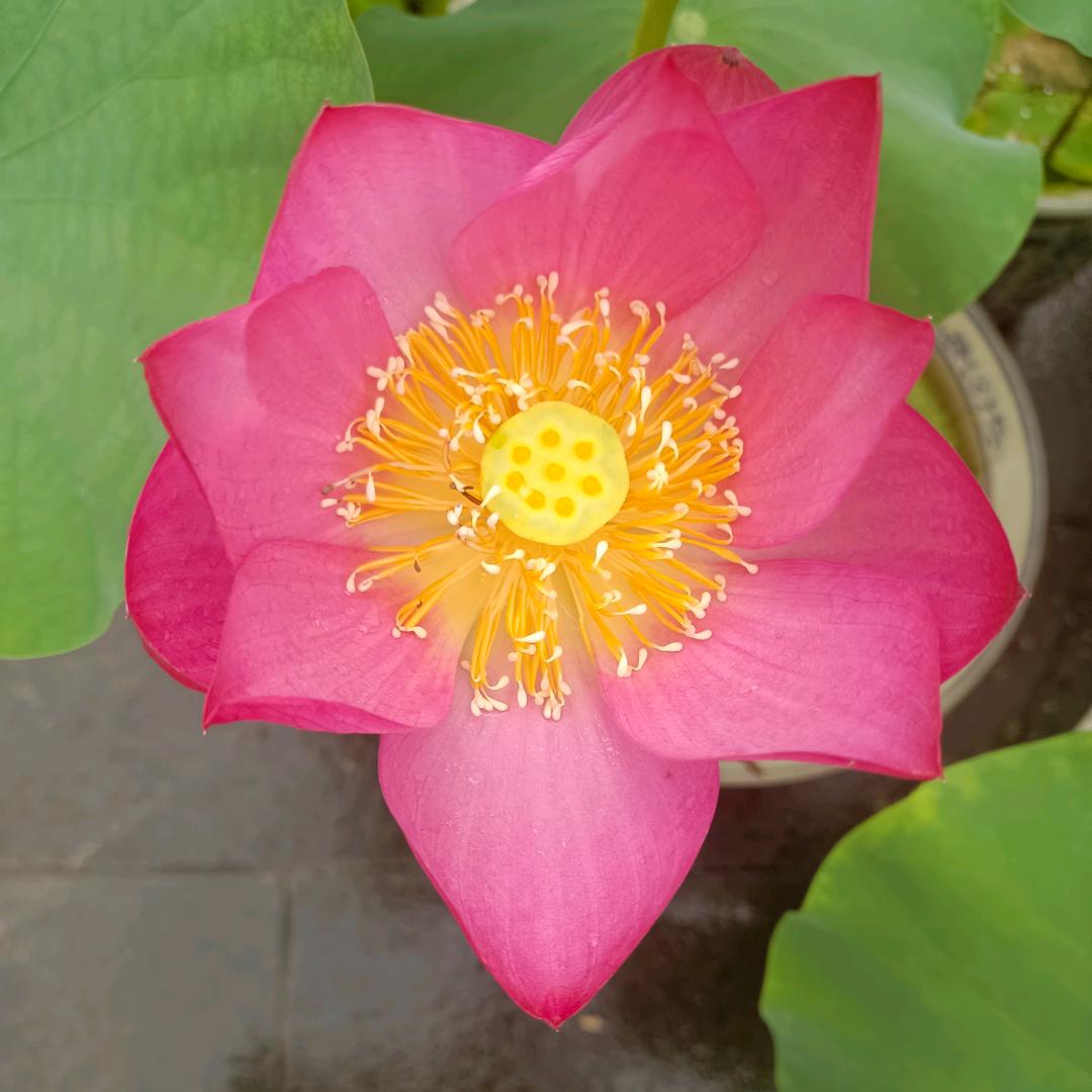 送给你づ❤️ど