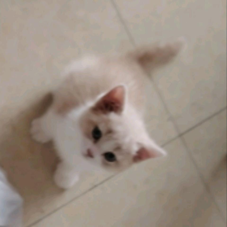 耗子兔子呵呵🐭