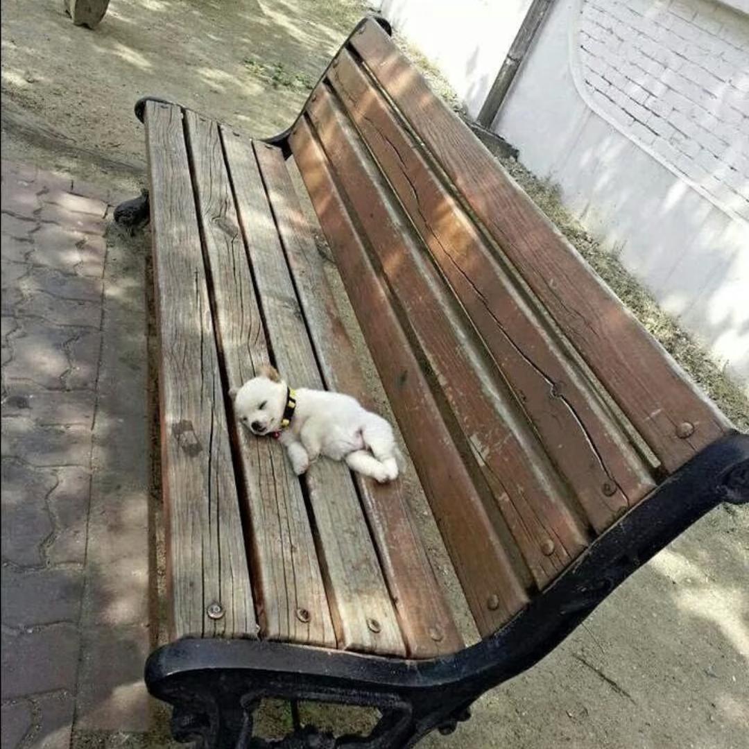 睡睡王子昏迷了