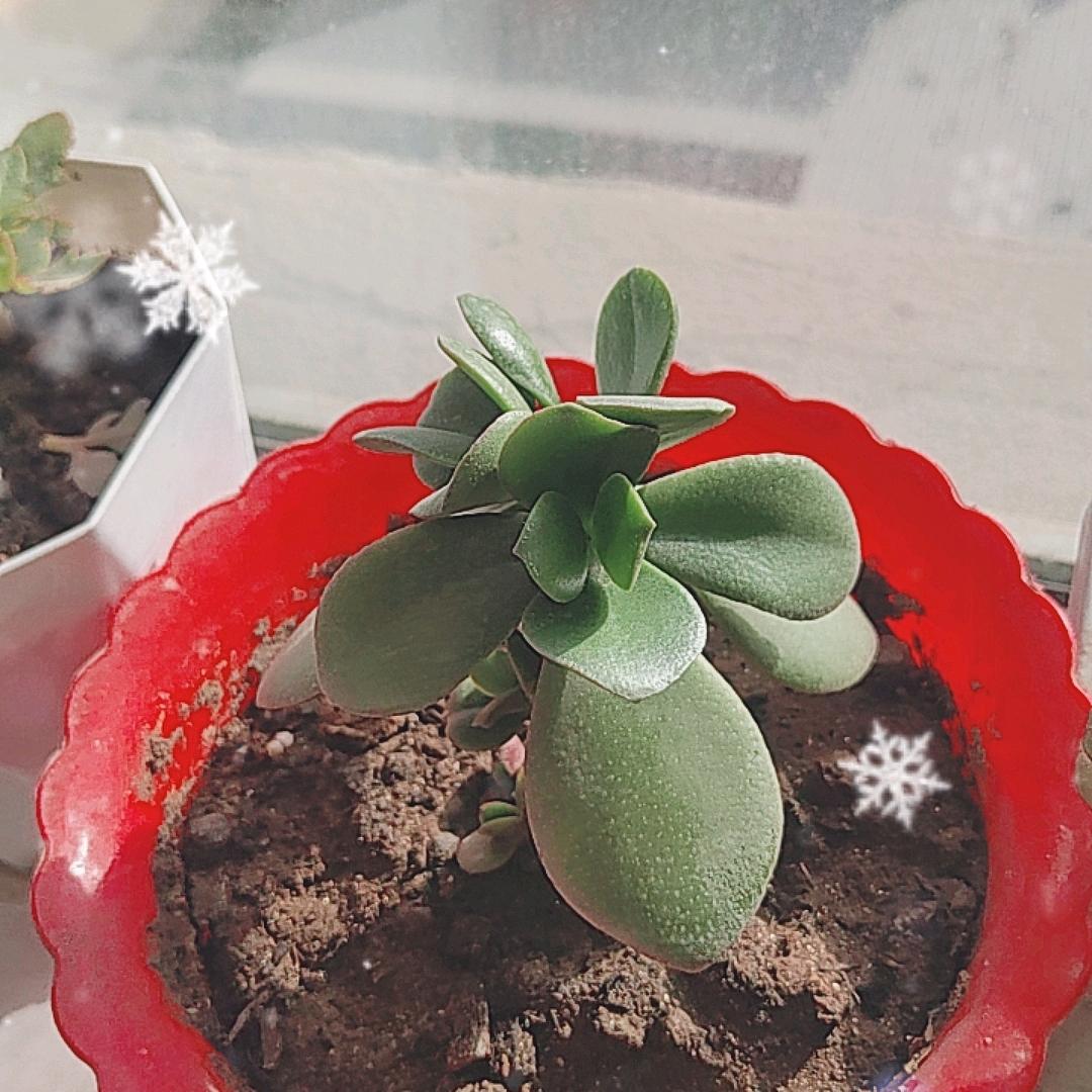 刘量王子（1688）