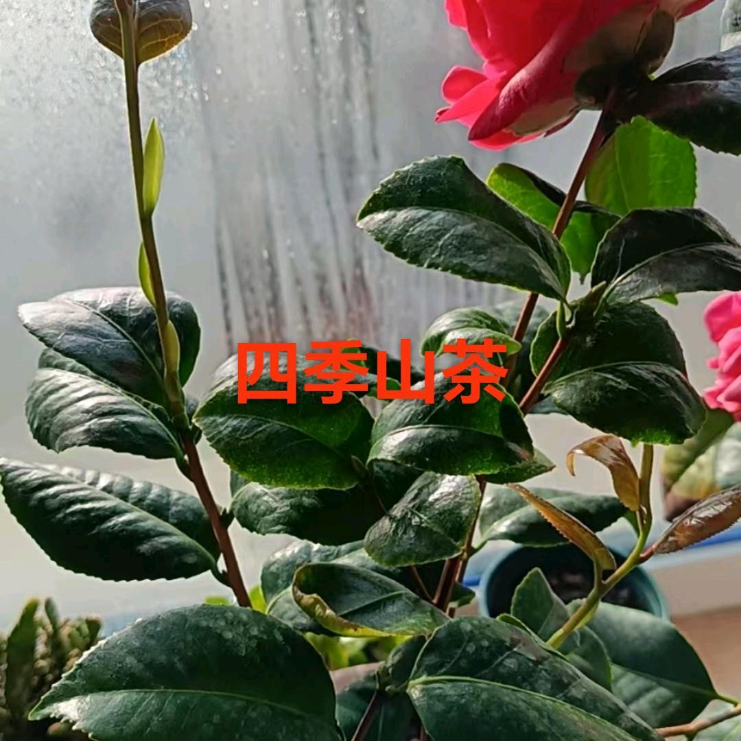 圈圈故事会