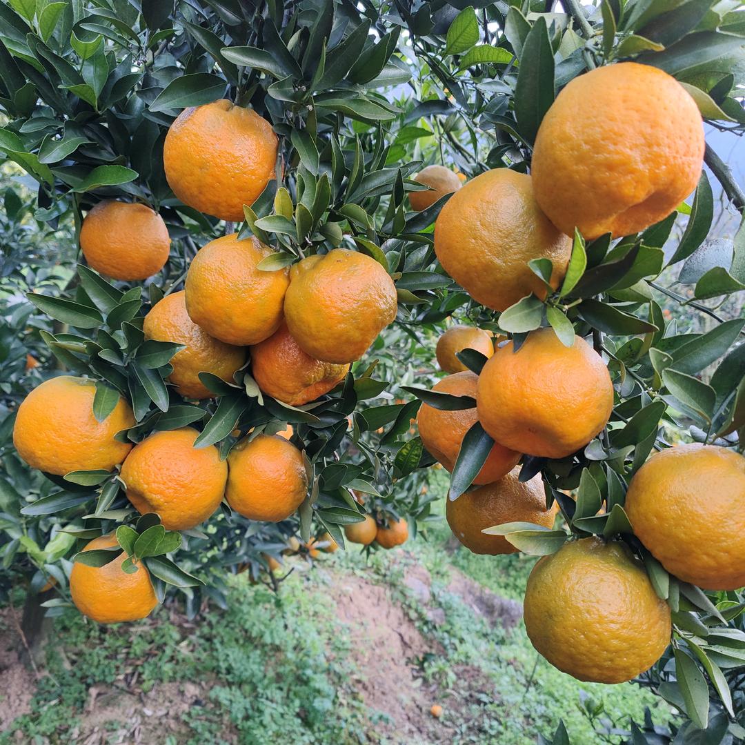 ᰔᩚ爱财🍒悦己✌︎