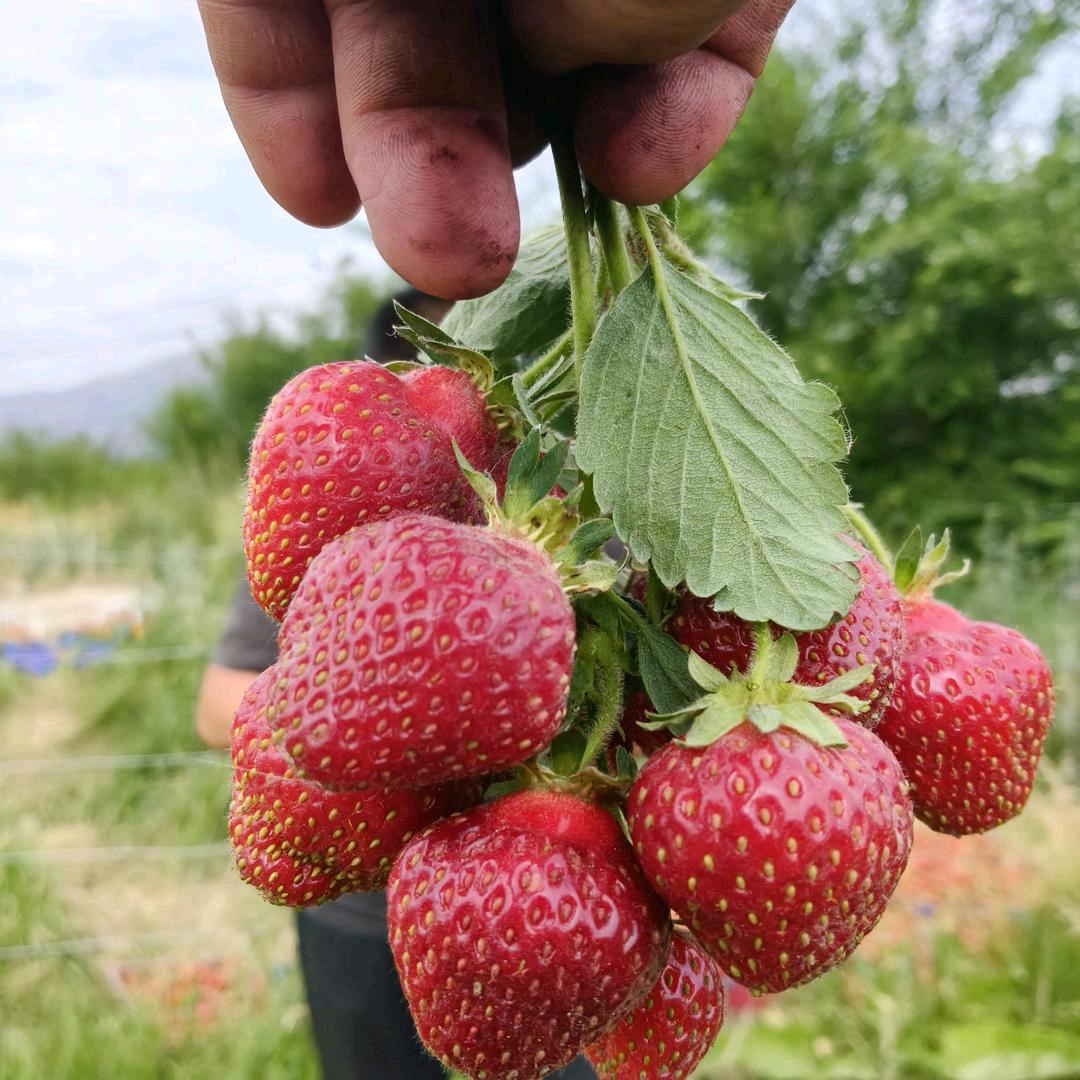 幸福女人张新红