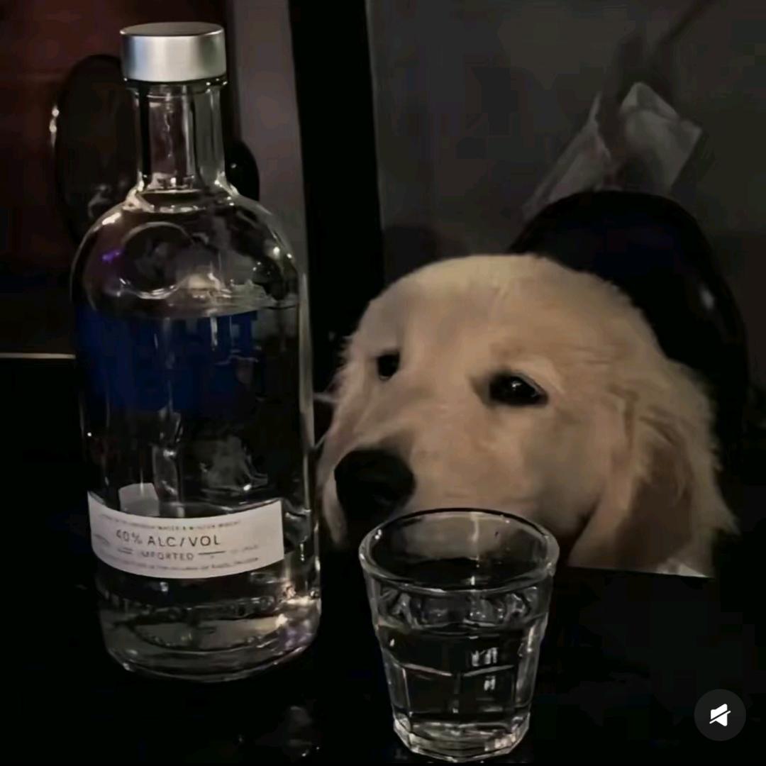 鱼梦