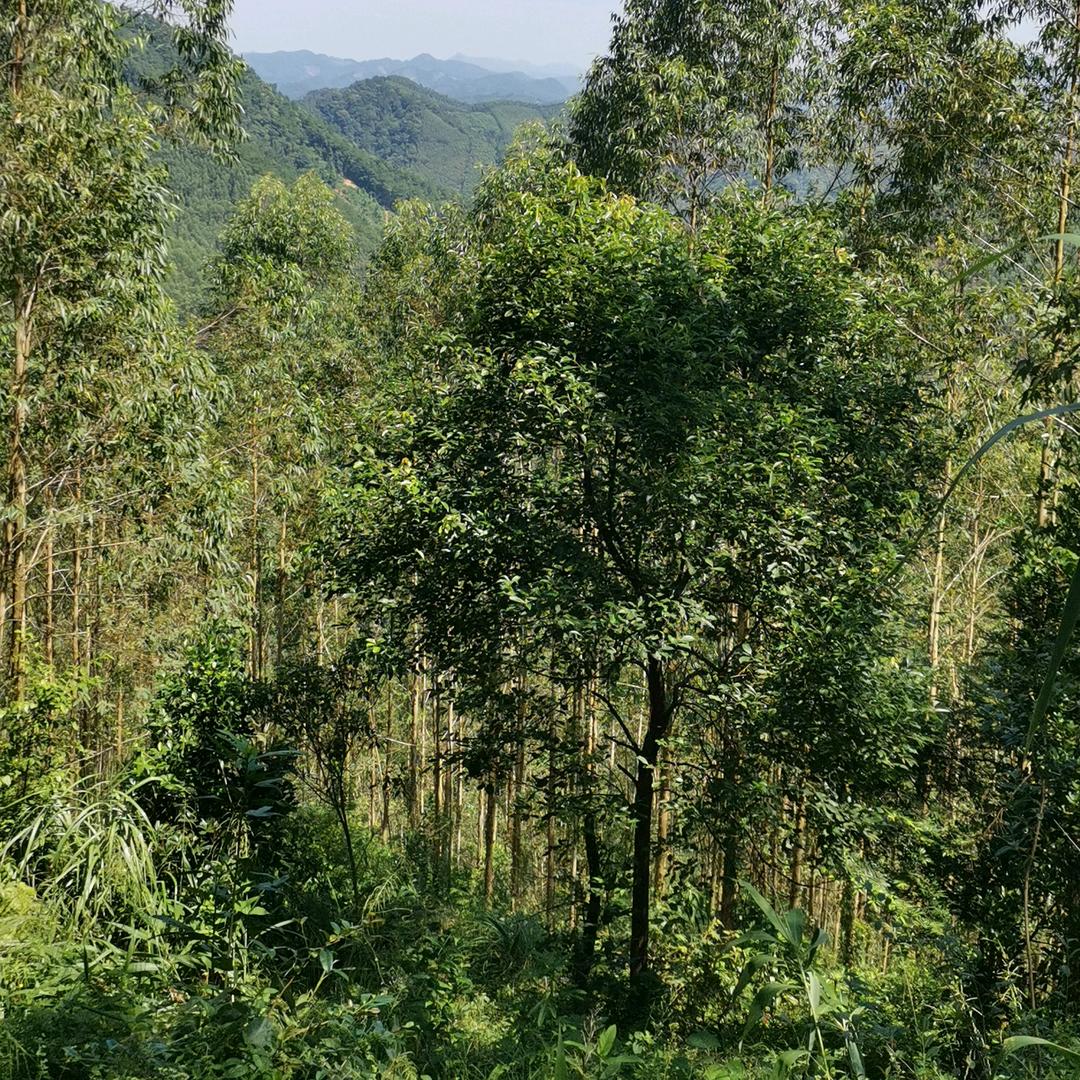 小小鸟