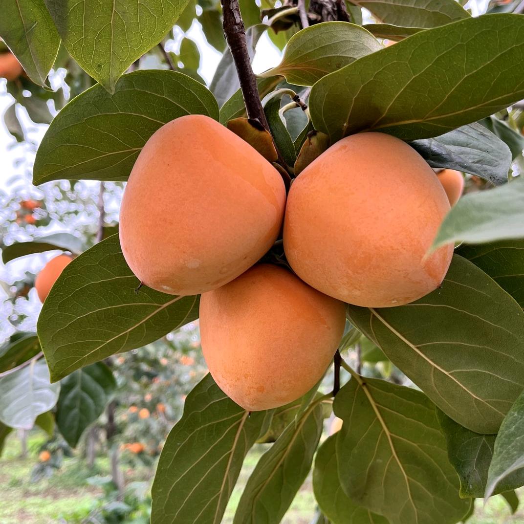 强哥鲜果园（陕西富平）