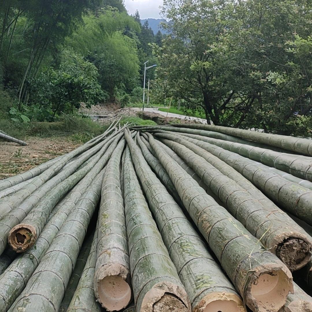 @楠竹砍伐，收购，销售一体