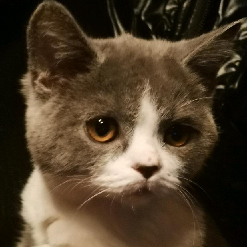 🌈成毅的小金迷🦭🥝🍊🍑🍓