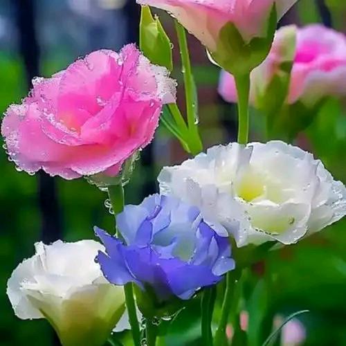 ꧁🥀兰心ꦿ💞᭄ᩚ꯭ᩚ꧁🍃