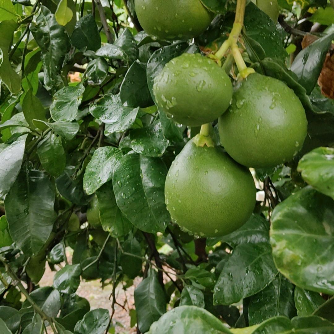 🌸往后余生🐕