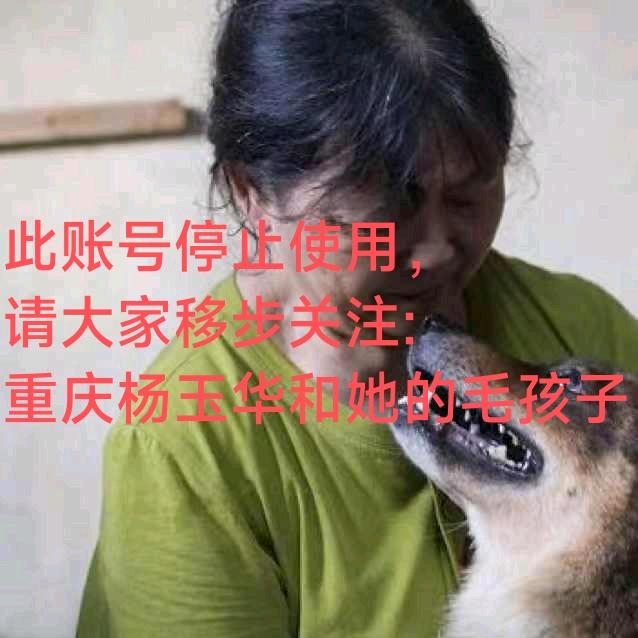 重庆杨玉华和3000毛孩子