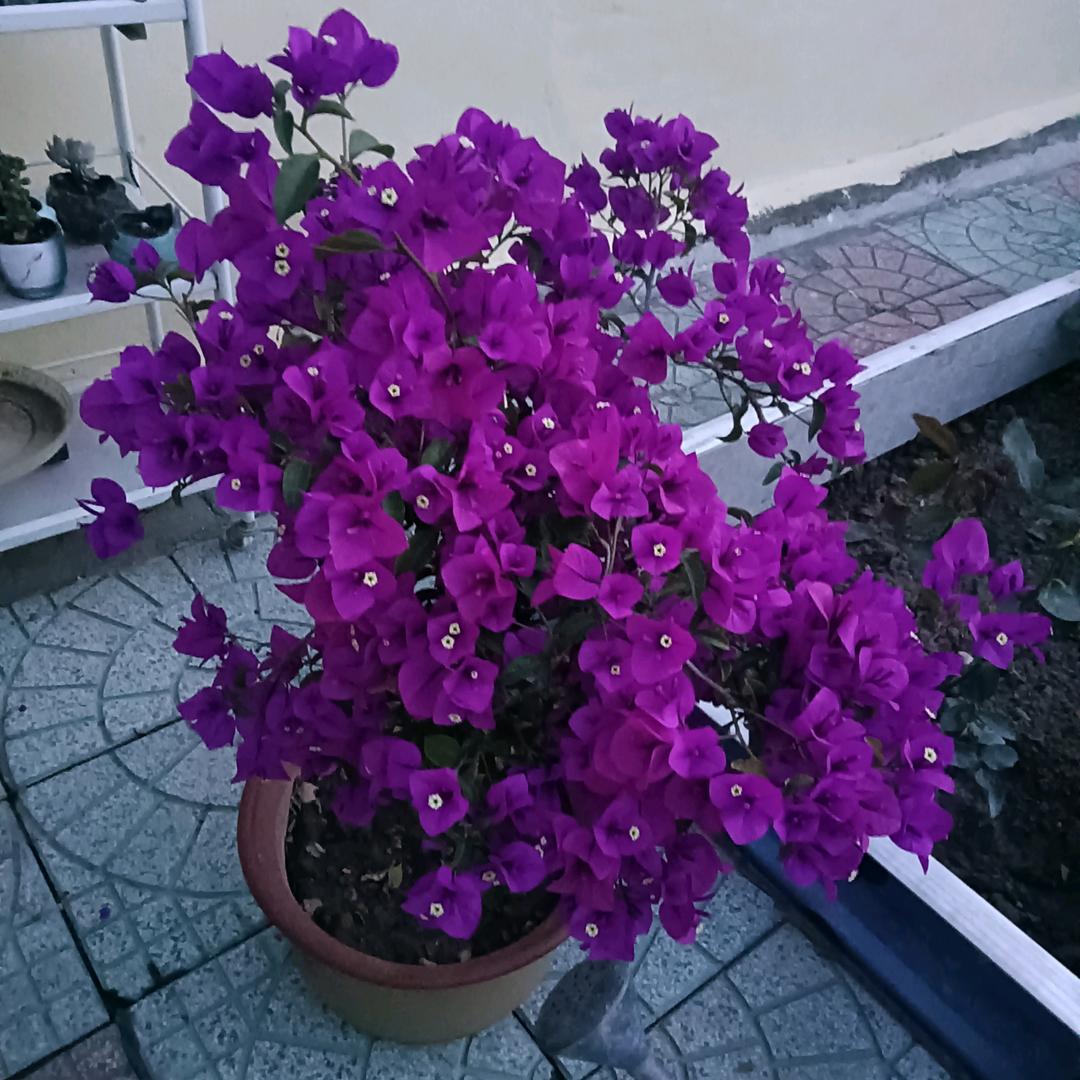 精灵雨露