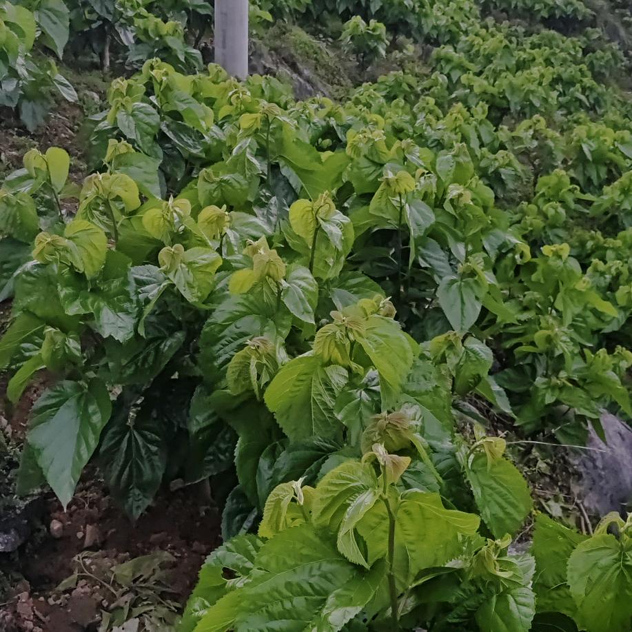 顺气自然🐉🐉