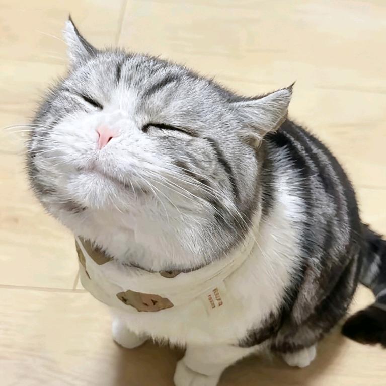 老肥