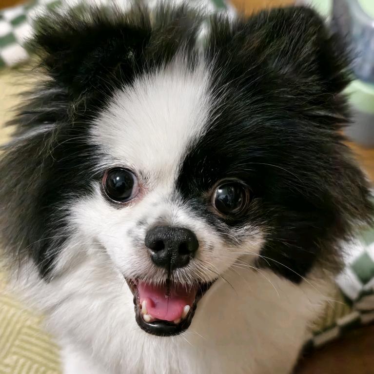 阿兮