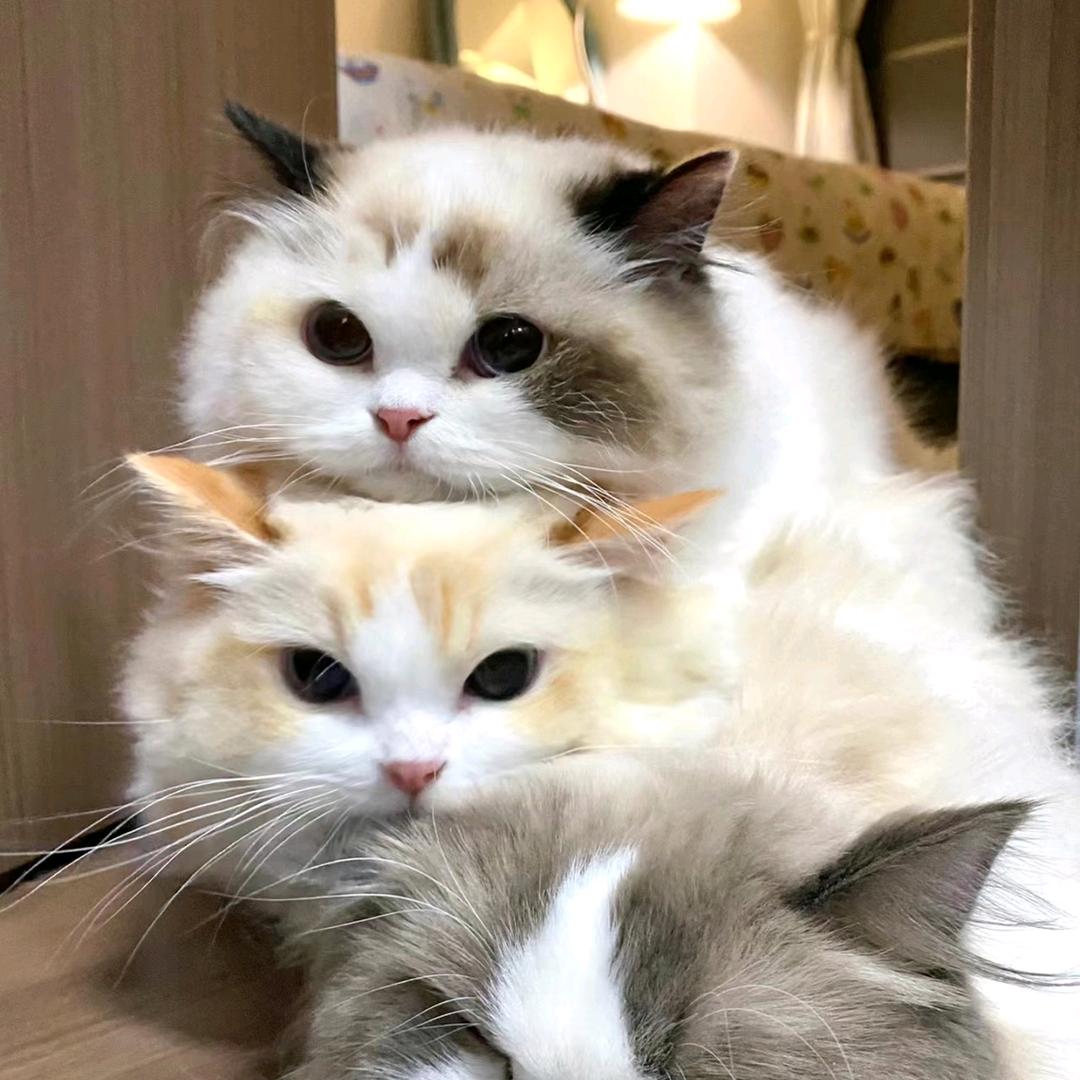 小秋(永劫无间)