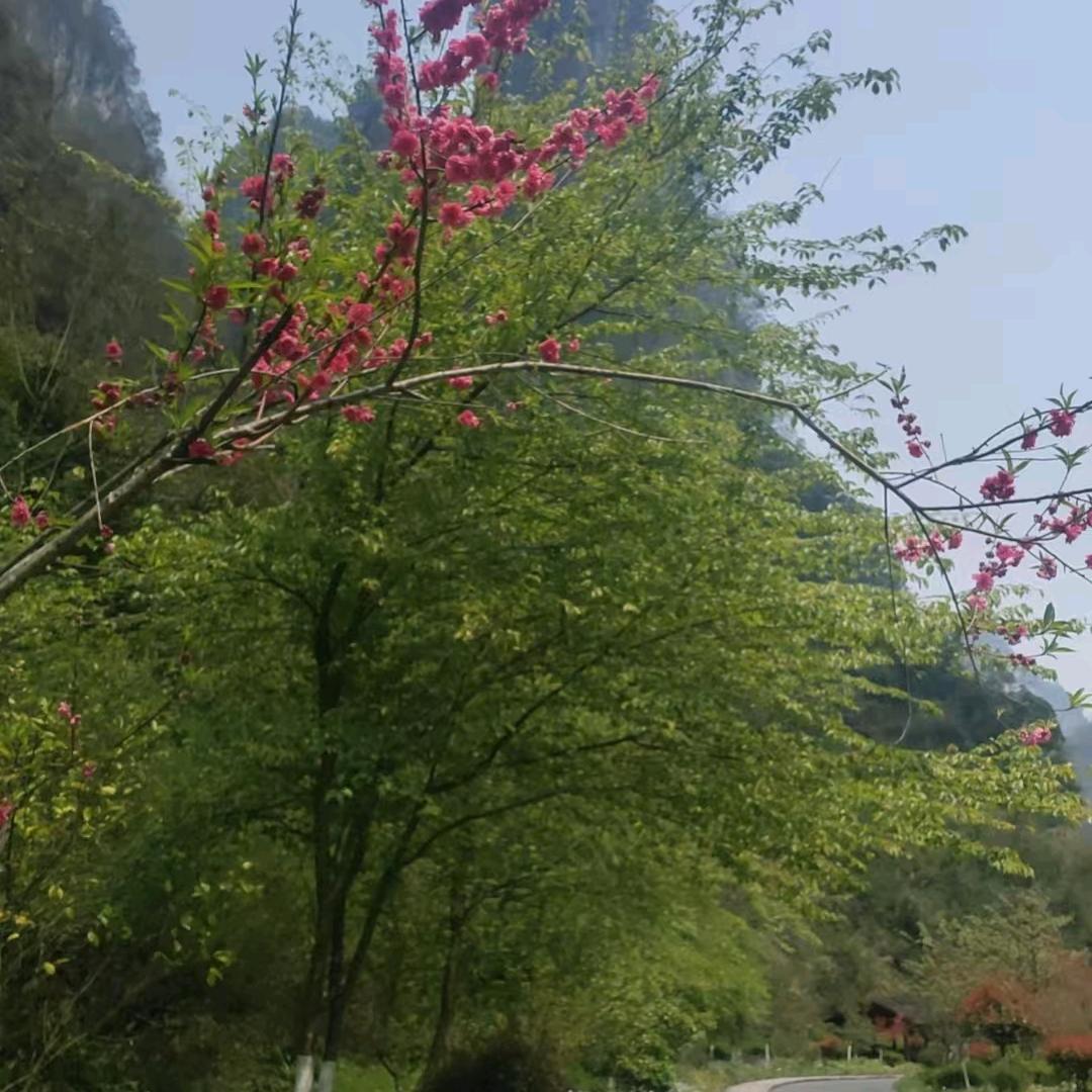 百🍁🍃香🌺果🌷(´-ωก`)