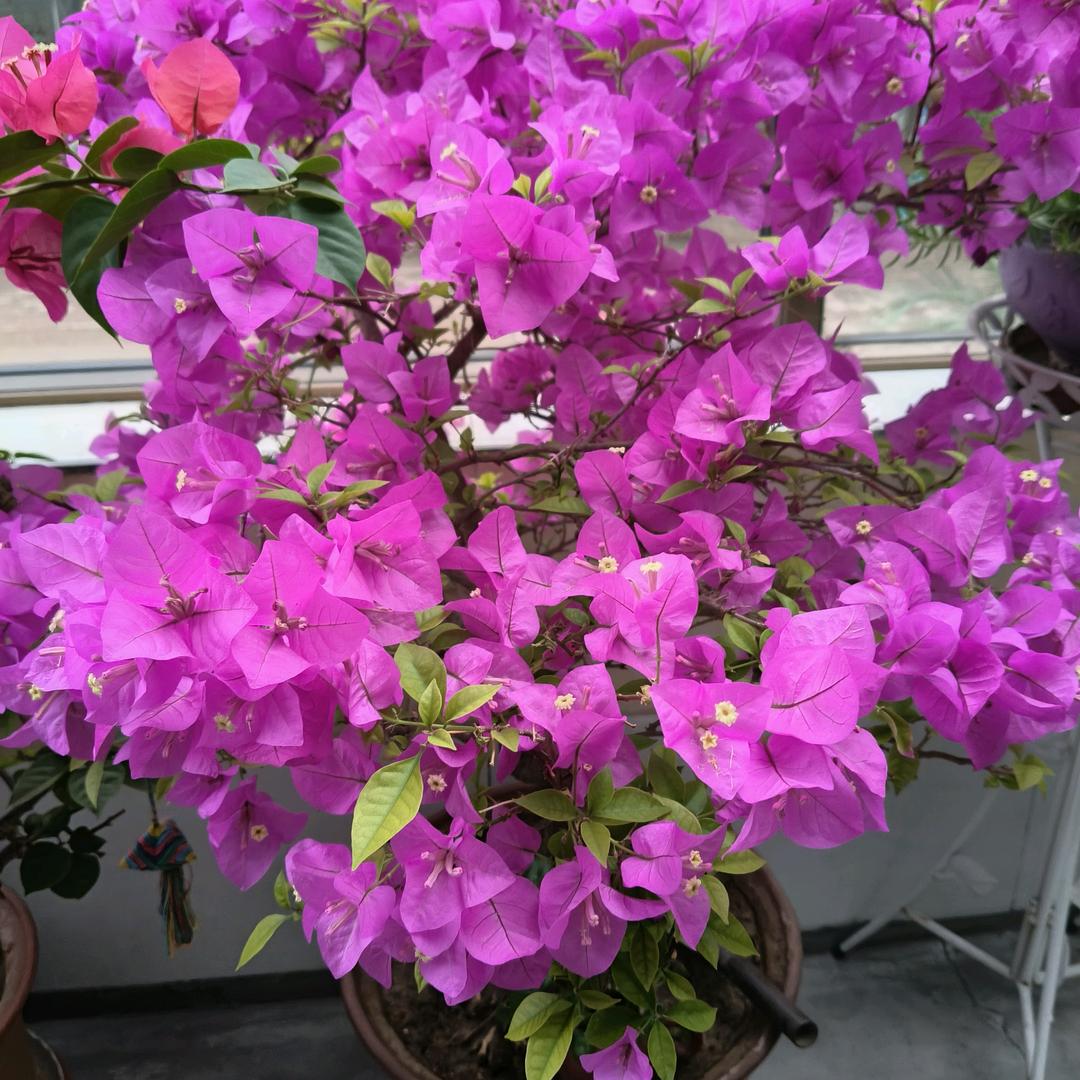 🌺宁静致远🌺