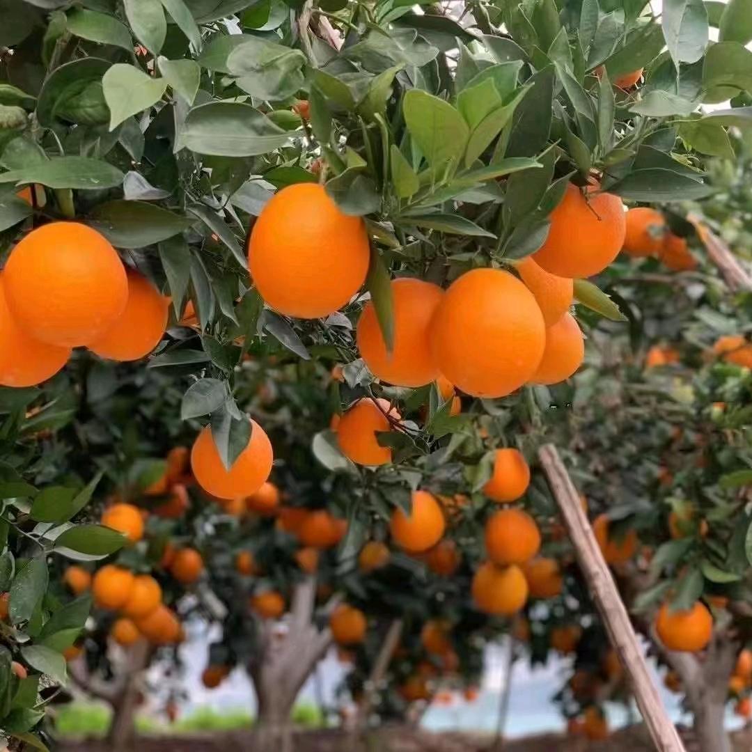 遗忘美好ᴠͥɪͣᴘͫ