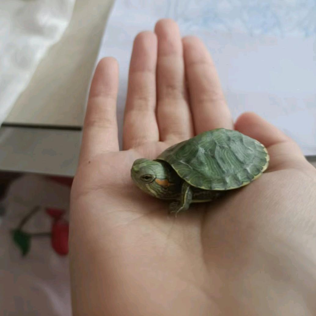 龟龟宝宝真可爱