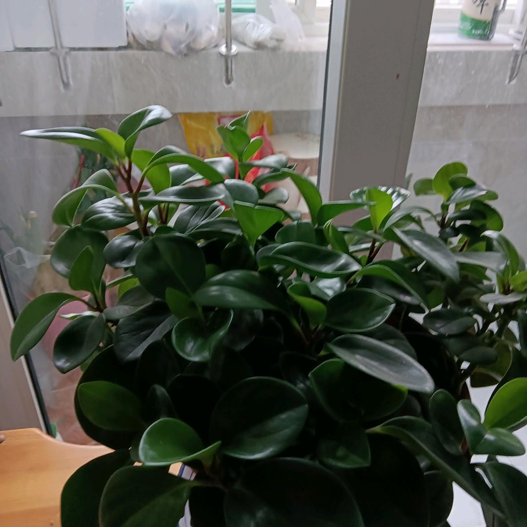 一枝梅