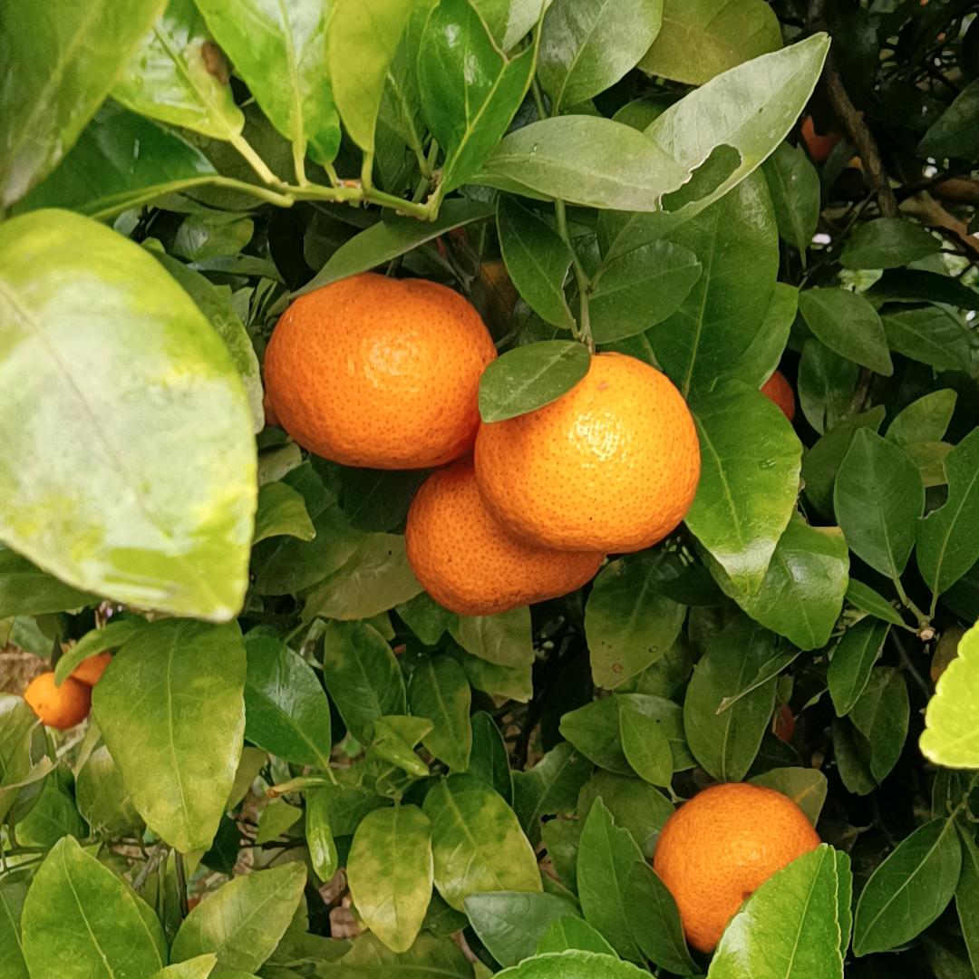 钰桢木