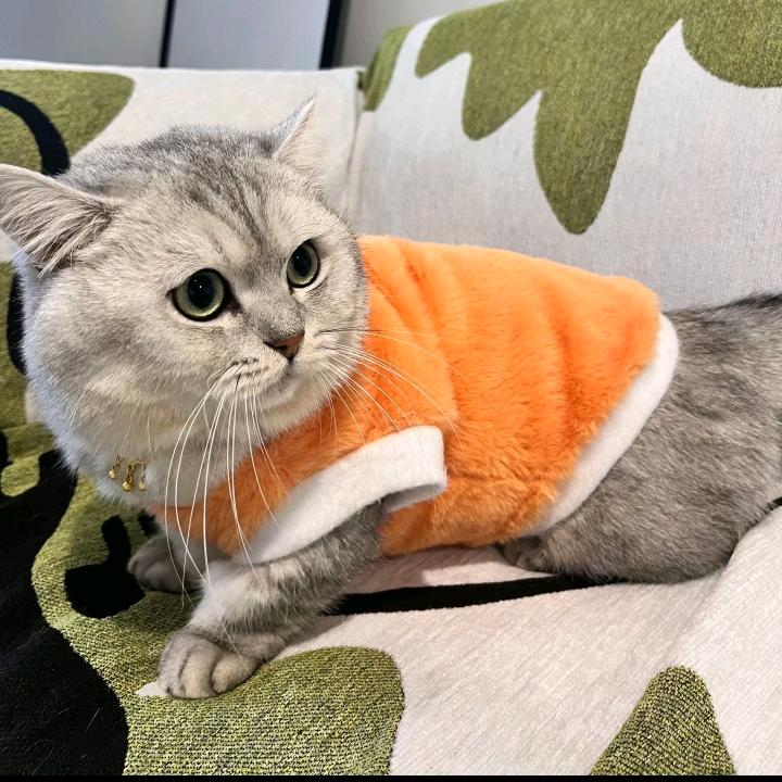 猫咪