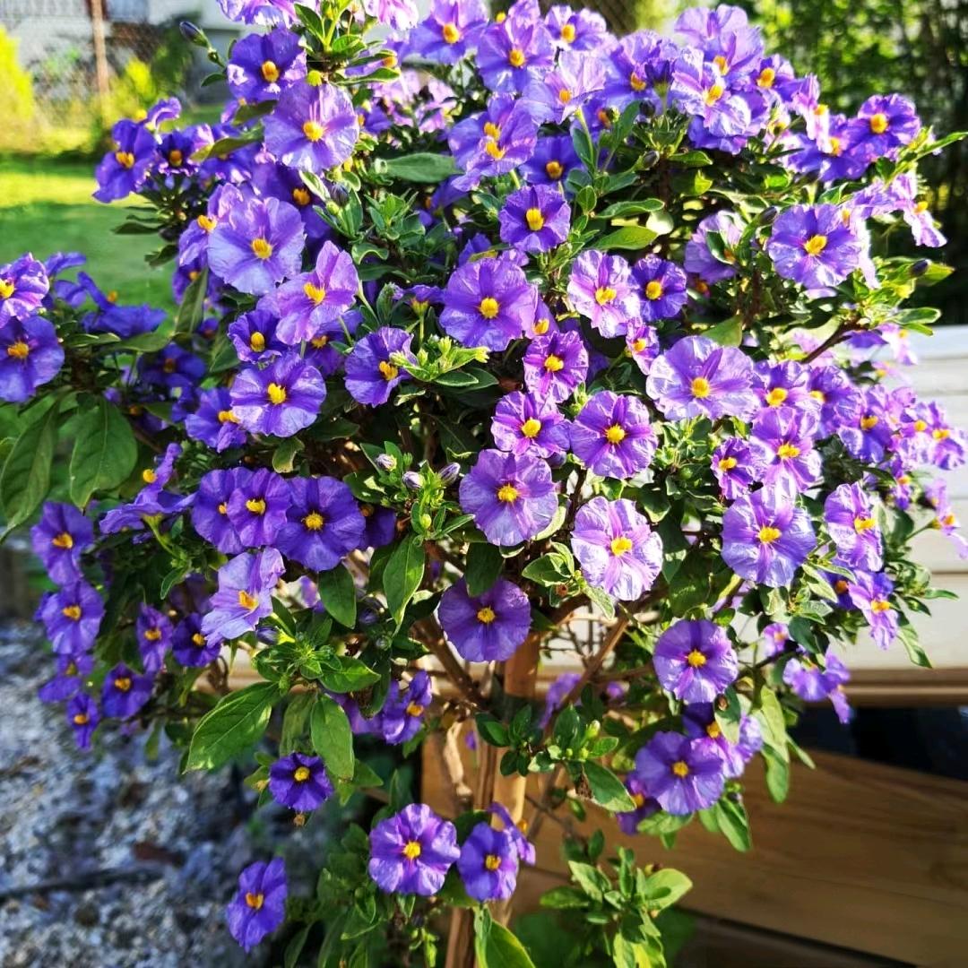 贝杰花卉