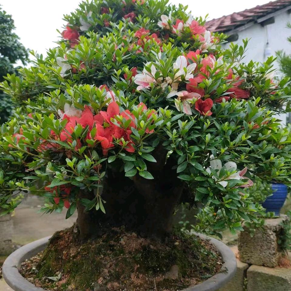 满园香绿植