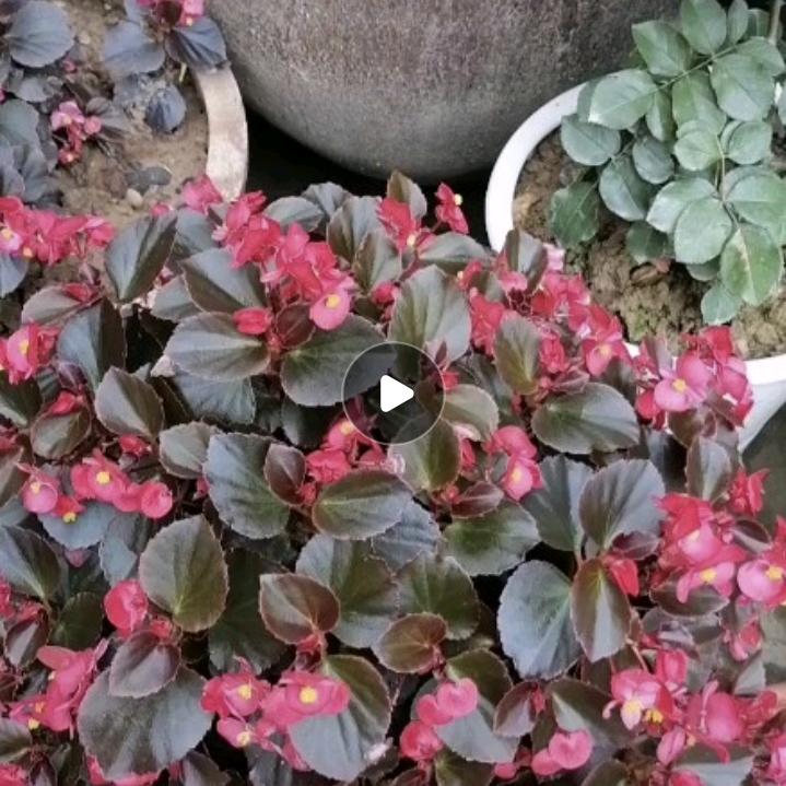 钟林