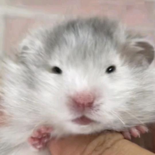 小烁烁