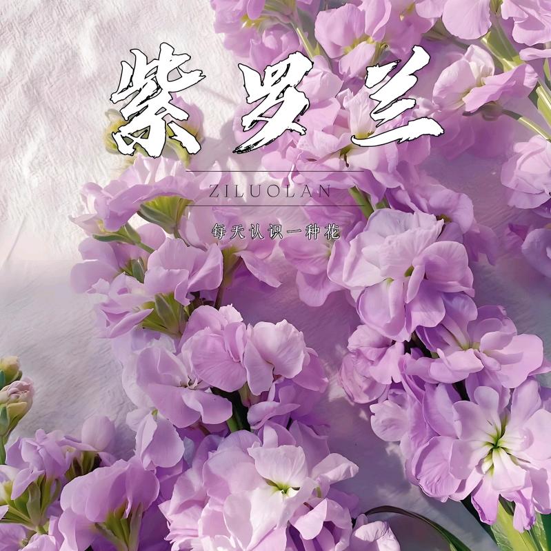 🌸紫罗兰🪻