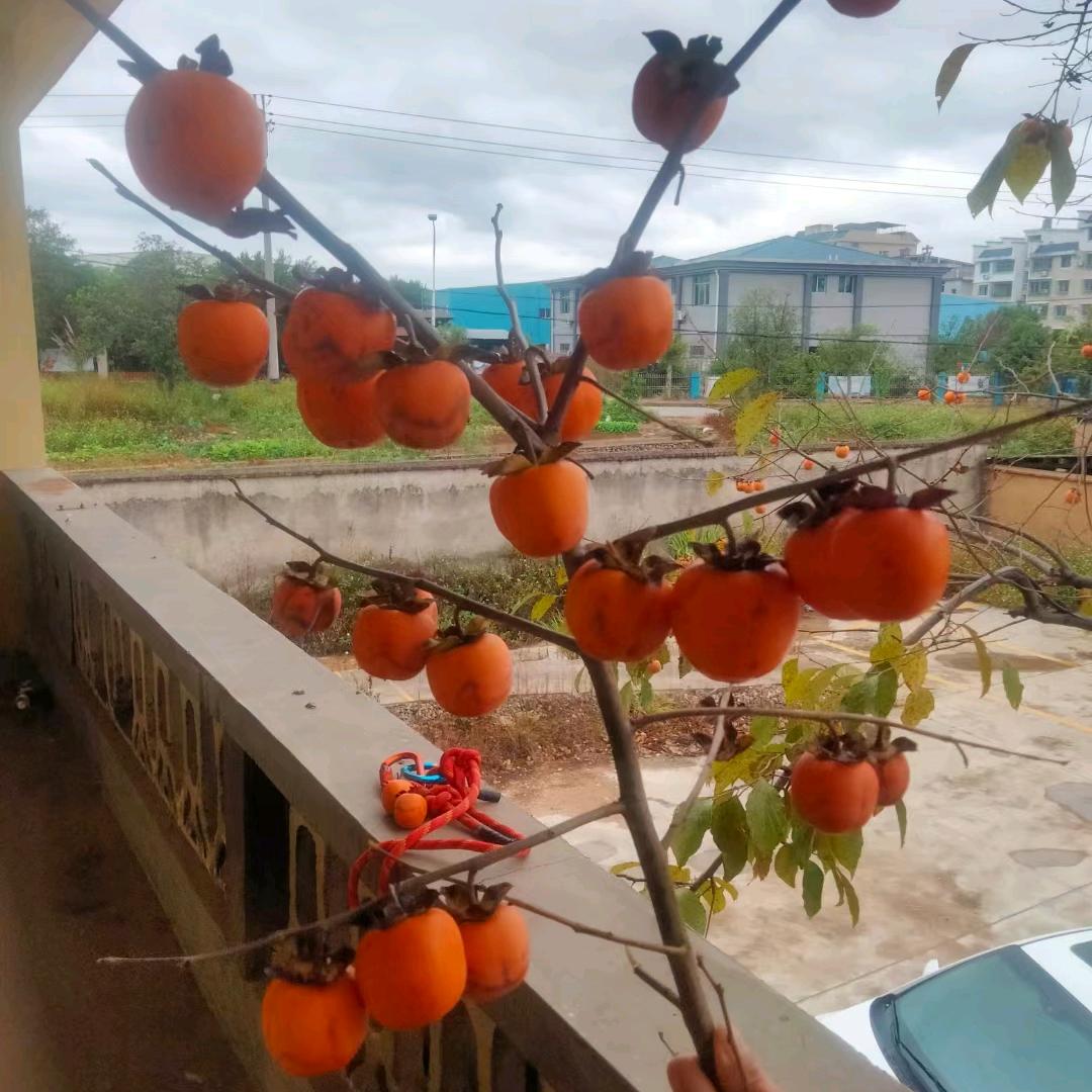 小梅