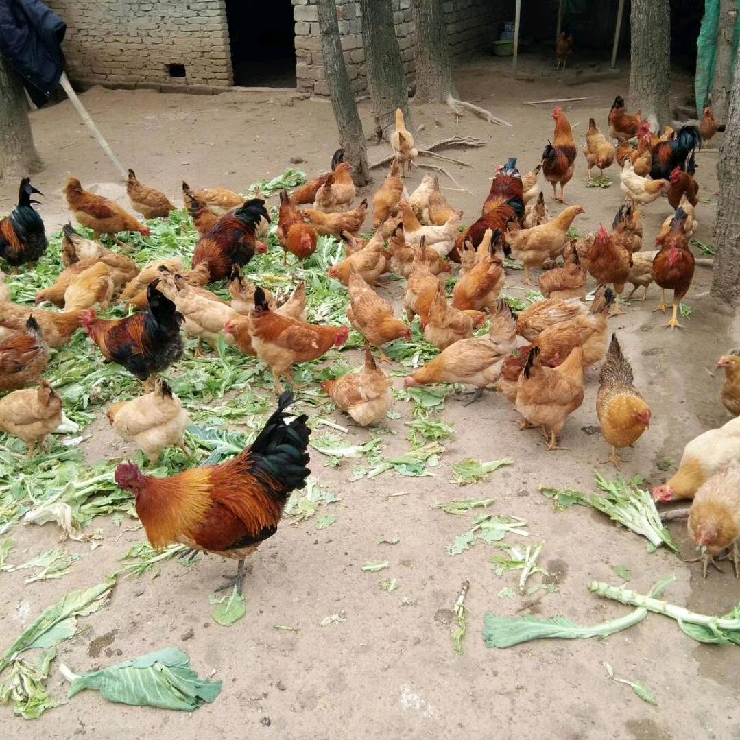 土鸡土蛋批发公司绿壳蛋