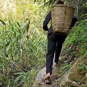 老秦岭深山小罗家