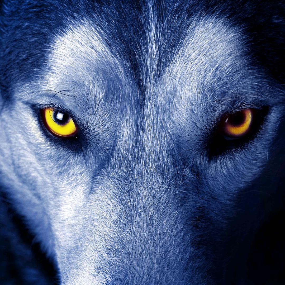 🐺孤狼🐺