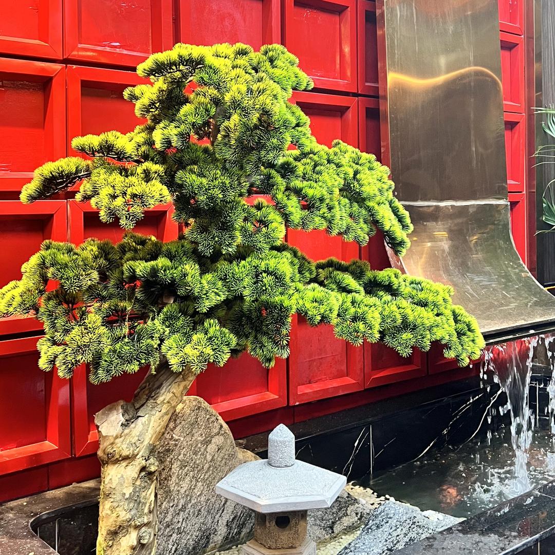 红树林休闲中心